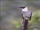 Noisy Friarbird (Philemon corniculatus)