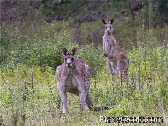 Eastern Gray Kangaroo (Macropus giganteus)