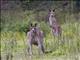 Eastern Gray Kangaroo (Macropus giganteus)