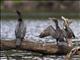 Little Black Cormorant (Phalacrocorax sulcirostris)