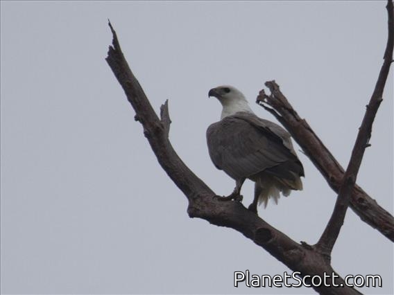 White-bellied Sea-Eagle (Haliaeetus leucogaster)