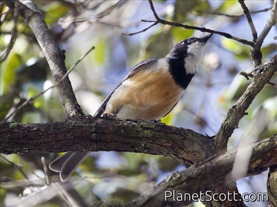 Rufous Whistler (Pachycephala rufiventris)