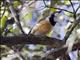 Rufous Whistler (Pachycephala rufiventris)