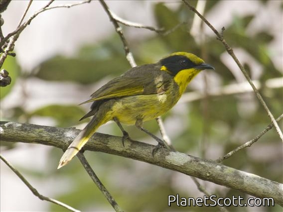 Yellow-tufted Honeyeater (Lichenostomus melanops)