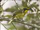 Yellow-tufted Honeyeater (Lichenostomus melanops)