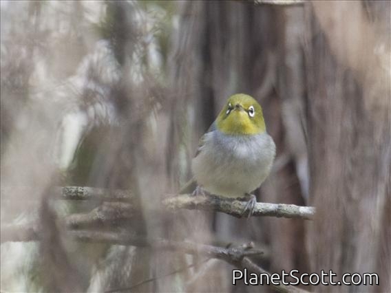 Silver-Eye (Zosterops lateralis)
