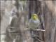 Silver-Eye (Zosterops lateralis)