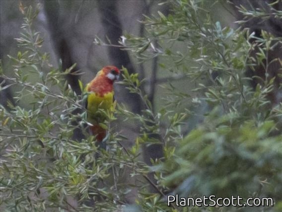 Eastern Rosella (Platycercus eximius)
