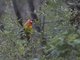 Eastern Rosella (Platycercus eximius)