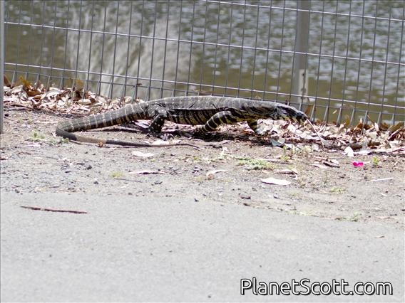 Lace Monitor (Varanus Varius)