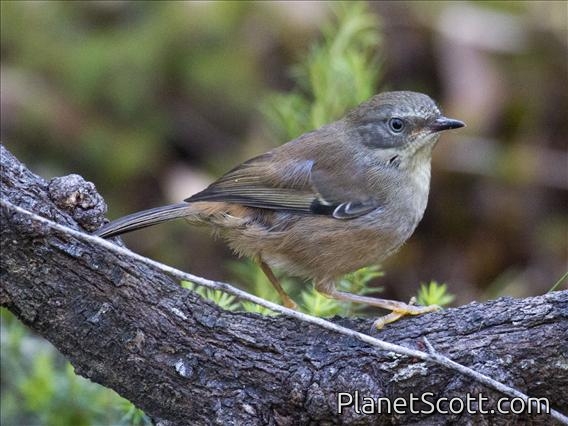 White-browed Scrubwren (Sericornis frontalis frontalis)
