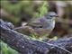 White-browed Scrubwren (Sericornis frontalis frontalis)