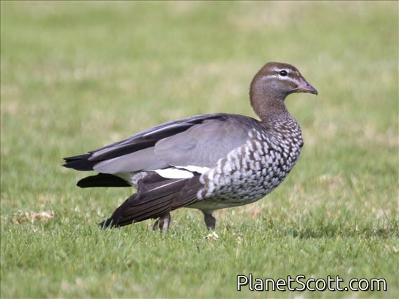 Maned Duck (Chenonetta jubata) - Female