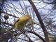 Yellow Thornbill (Acanthiza nana)