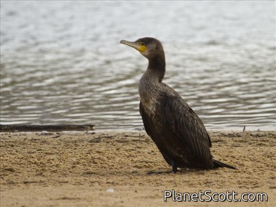 Great Cormorant (Phalacrocorax carbo)