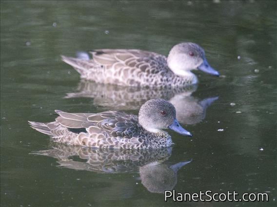 Gray Teal (Anas gracilis)