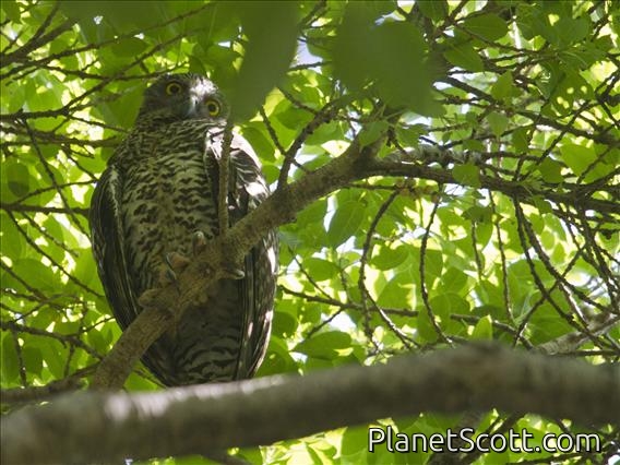 Powerful Owl (Ninox strenua)