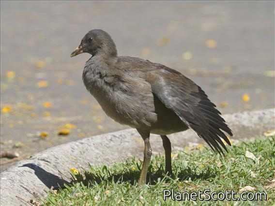 Dusky Moorhen (Gallinula tenebrosa) - Juvenile