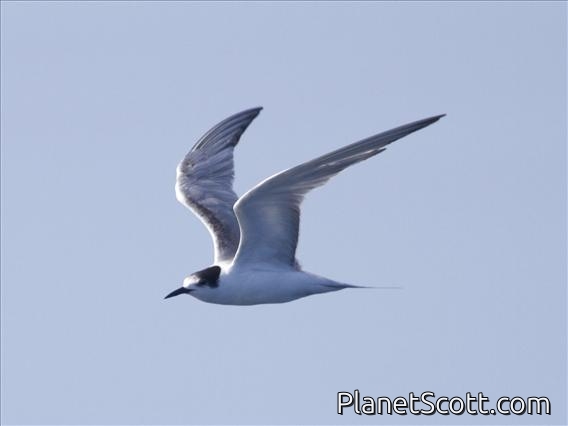 Common Tern (Sterna hirundo) - Non-breeding