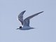 Common Tern (Sterna hirundo) - Non-breeding