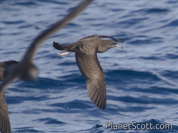 Wedge-tailed Shearwater (Ardenna pacifica)