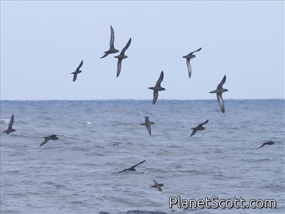 Short-tailed Shearwater (Ardenna tenuirostris)