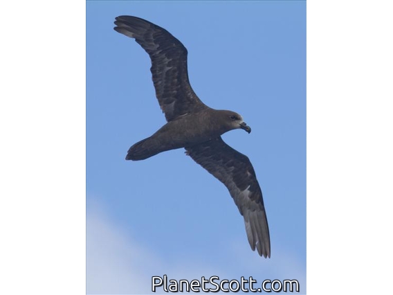 Gray-faced Petrel (Pterodroma gouldi)