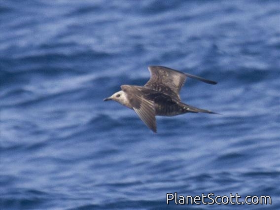 Long-tailed Jaeger (Stercorarius longicaudus)