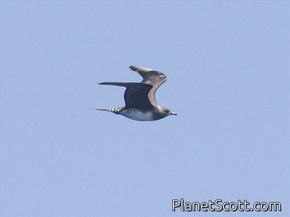 Parasitic Jaeger (Stercorarius parasiticus)