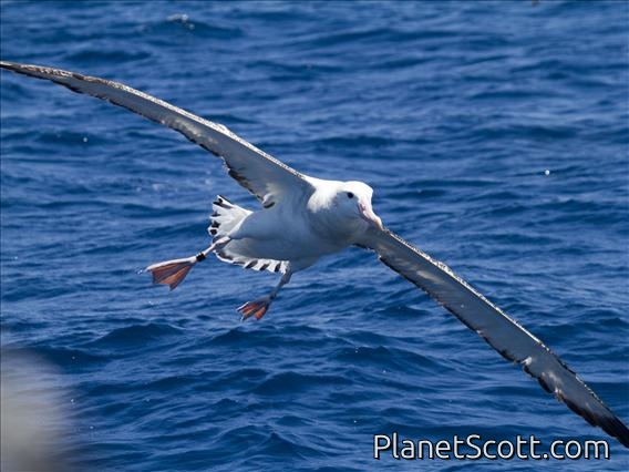 Antipodean Albatross (Diomedea antipodensis)
