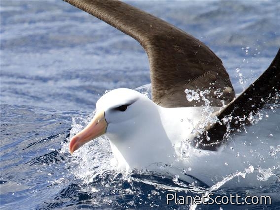 Black-browed Albatross (Thalassarche melanophris)