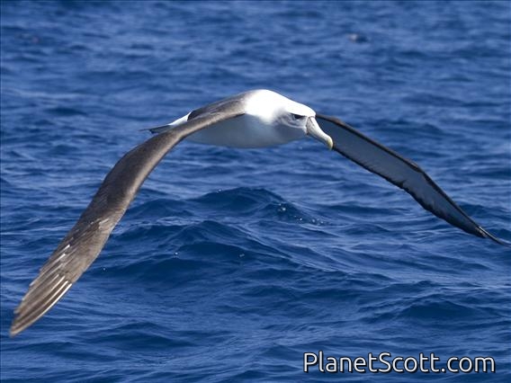 White-Capped Albatross (Thalassarche cauta)