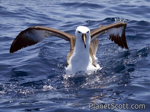 Indian Yellow-nosed Albatross (Thalassarche carteri)