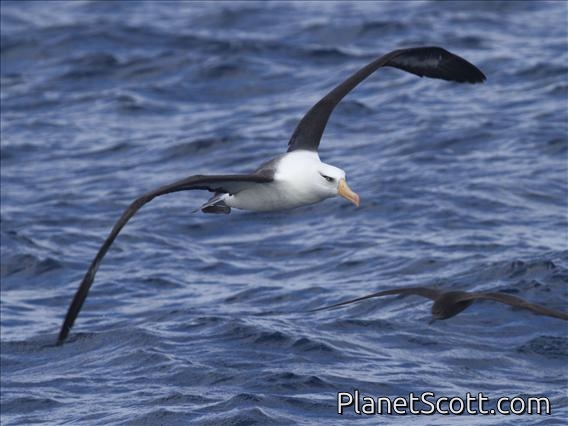Black-browed Albatross (Thalassarche melanophris Impavida) - Campbell