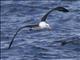 Black-browed Albatross (Thalassarche melanophris Impavida) - Campbell