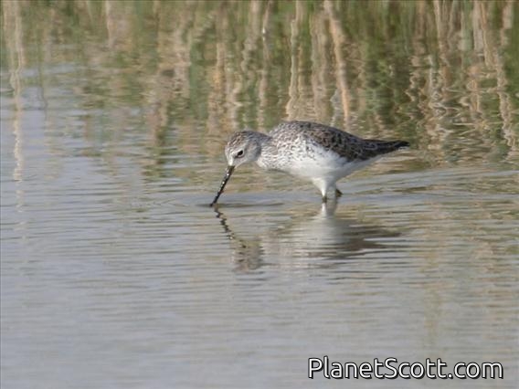 Marsh Sandpiper (Tringa stagnatilis)