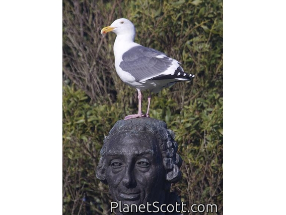 Western Gull (Larus occidentalis) on Statue