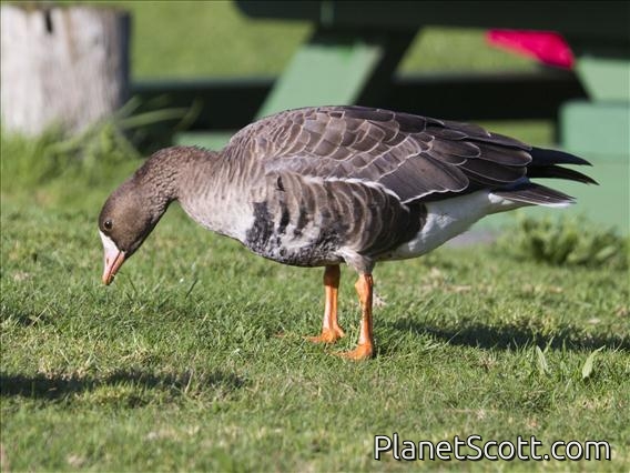 Greater White-fronted Goose (Anser albifrons)