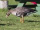 Greater White-fronted Goose (Anser albifrons)