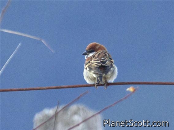 Russet Sparrow (Passer rutilans)