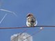 Russet Sparrow (Passer rutilans)