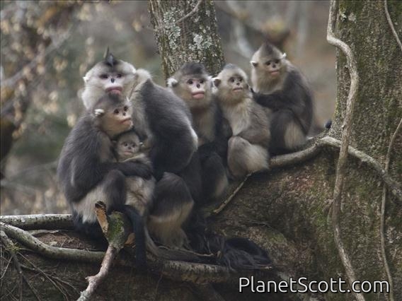 Black Snub-nosed Monkey (Pygathrix beiti)