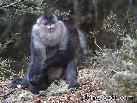Black Snub-nosed Monkey (Pygathrix beiti)