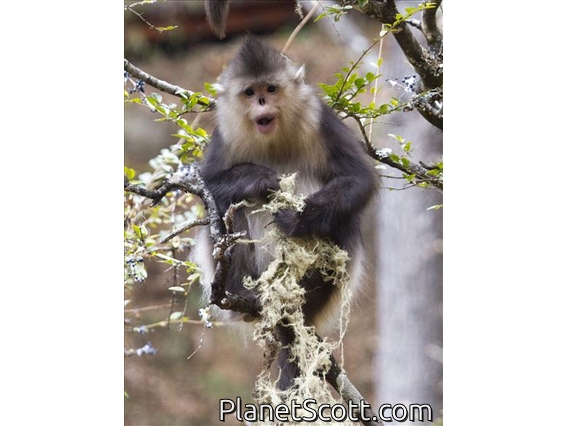 Black Snub-nosed Monkey (Pygathrix beiti)