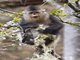 Black Snub-nosed Monkey (Pygathrix beiti)