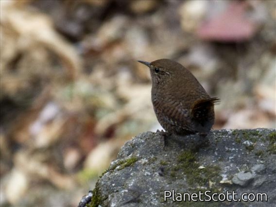 Eurasian Wren (Troglodytes troglodytes)