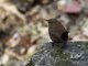 Eurasian Wren (Troglodytes troglodytes)
