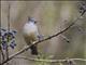 Stripe-throated Yuhina (Yuhina gularis)