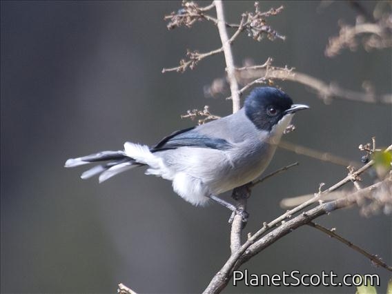 Black-backed Sibia (Heterophasia melanoleuca)