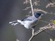 Black-backed Sibia (Heterophasia melanoleuca)